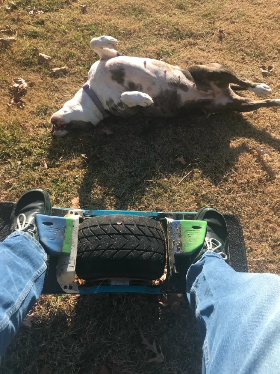 Dog at full stride outdoors